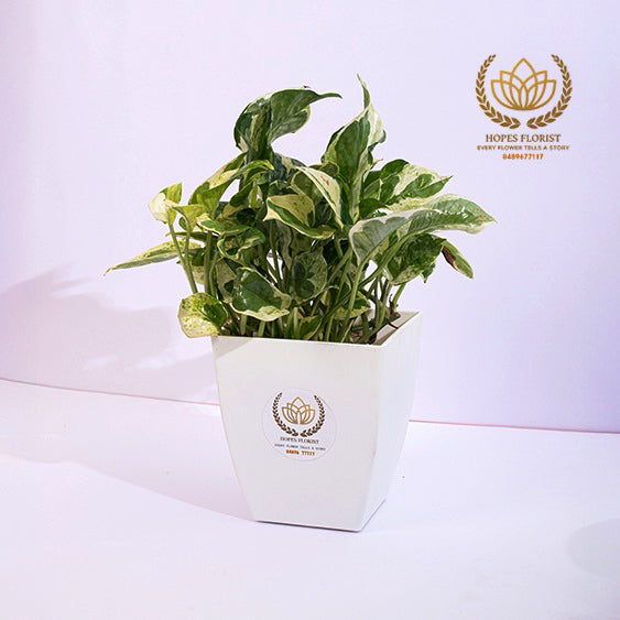 Plant