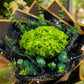 Green Hydrangea with Black Packing