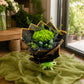 Green Hydrangea with Black Packing