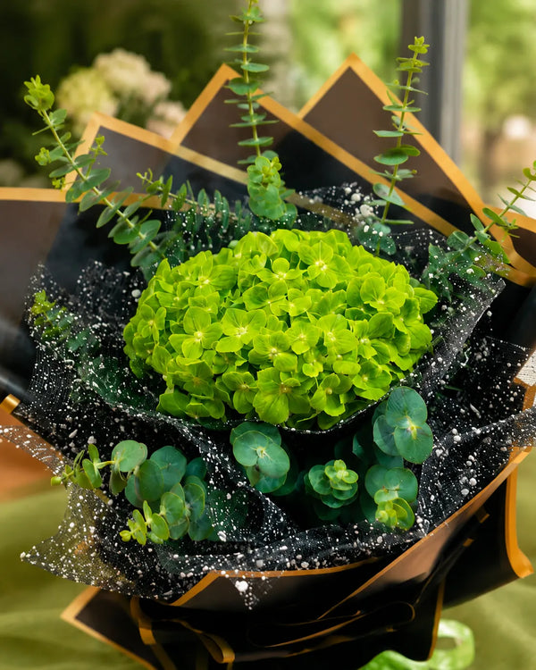 Green Hydrangea with Black Packing